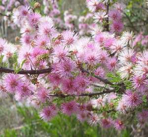 Mimosa Flowers on Salviaregla   Mountain Sage   Perennial